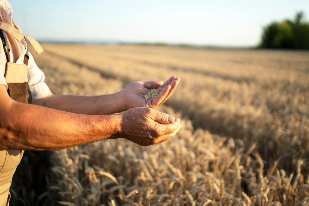 Landwirt auf dem Acker hält frisches Korn in den Händen – Ackerbau in Deutschland