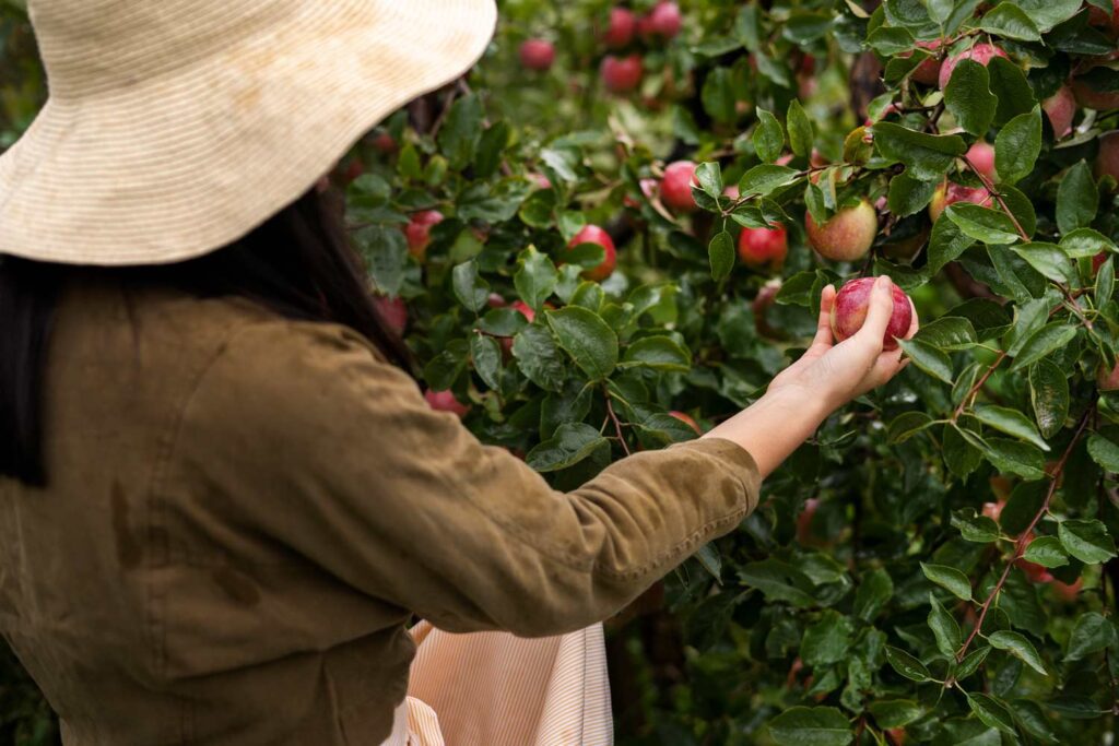 Pflücker erntet rote Äpfel von einem Baum