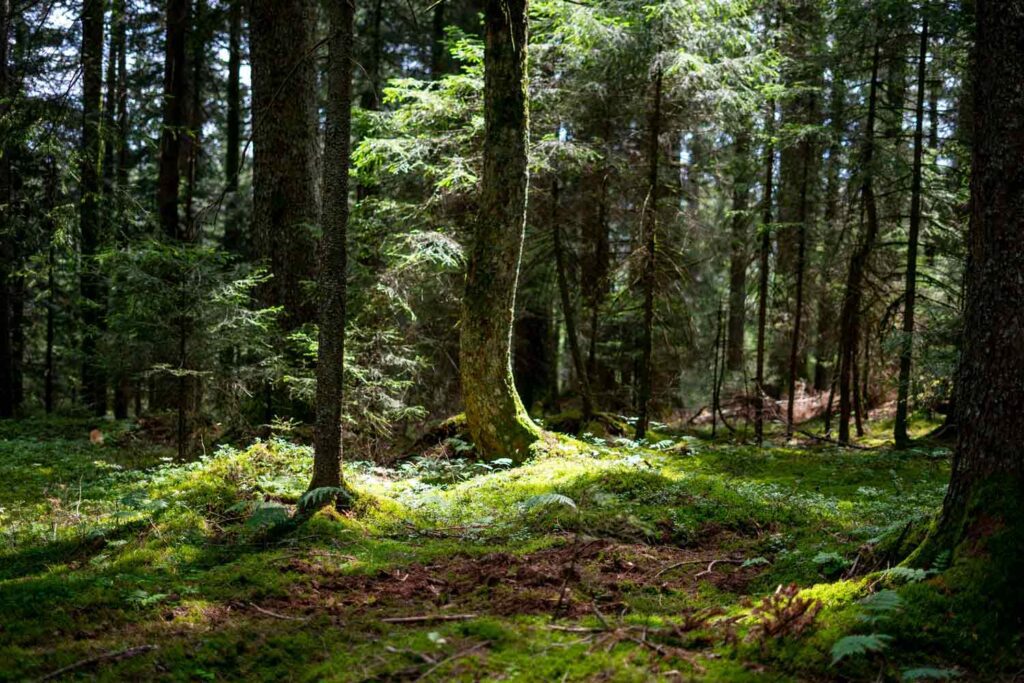 Sonnenstrahlen fallen durch hohe Bäume im Wald